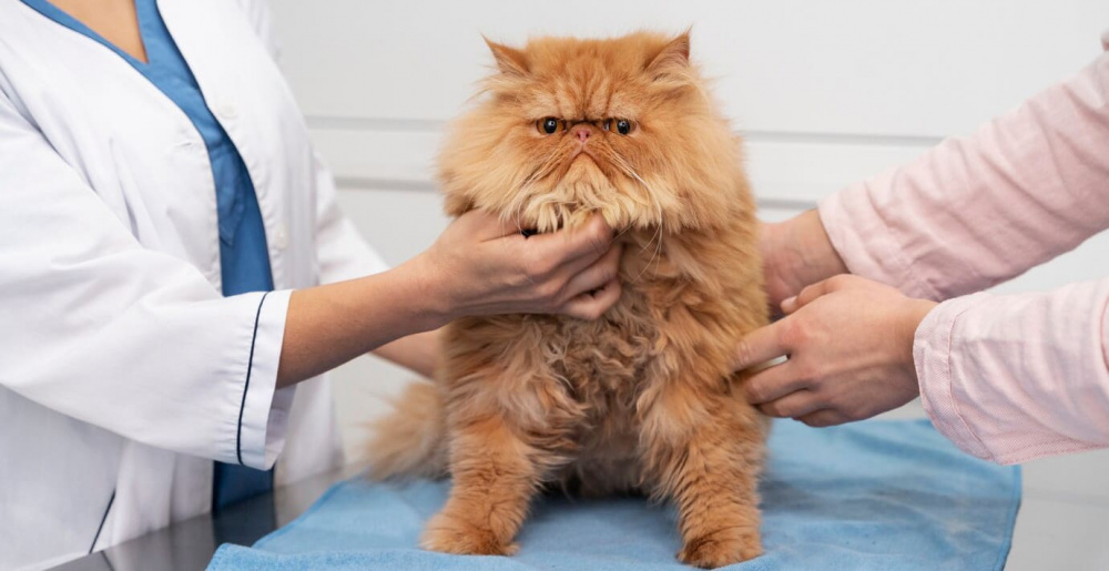 About Queens Animal Hospital and Emergency