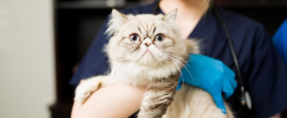 Queens Animal Hospital and Emergency